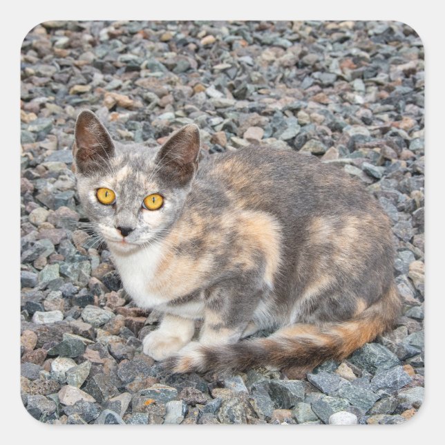 Kattkuddfodral Fyrkantigt Klistermärke (Framsida)