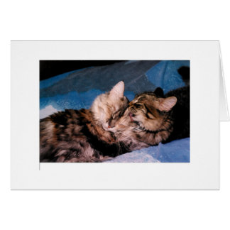 kattkyss hälsningskort