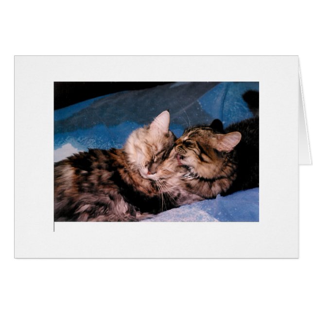 kattkyss hälsningskort (Framsidan Horizontal)