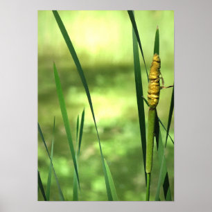 Kattlar vid dammen poster