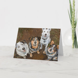 Kattlehund som leker Hundar och Heelers i nötkreat Kort