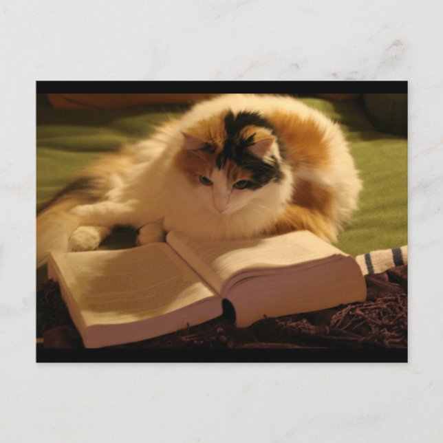 Kattliknande Lincoln Vykort (Framsida)