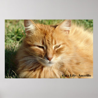Kattliv - Amarillo Sleeping Poster