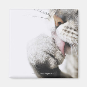 Kattlokalvårdtass, närbild magnet