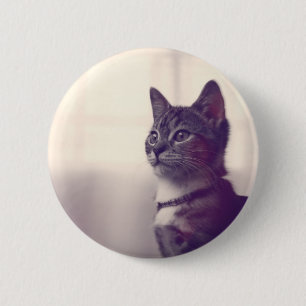 Kattloverpresenter, knapp för att dra tillbaka ka