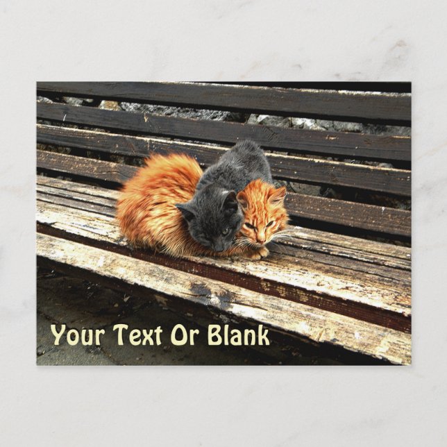 Kattlurväsn Vykort (Framsida)