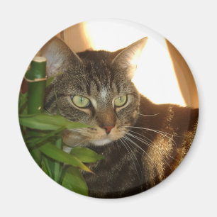 Kattmagnet Magnet