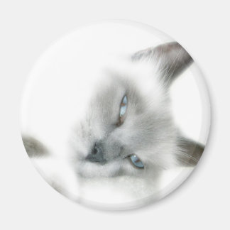 Kattmagnet Magnet