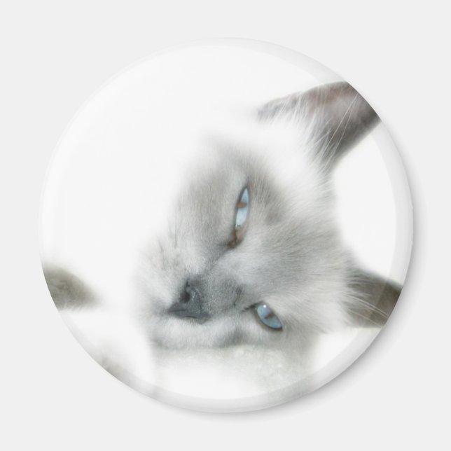 Kattmagnet Magnet (Framsidan)