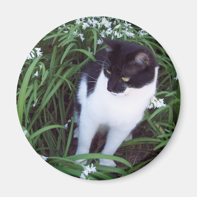 Kattmagnet Magnet (Framsidan)