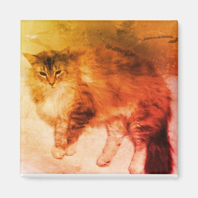 Kattmagnet Magnet (Framsidan)