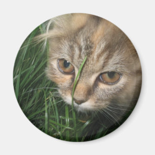 Kattmagnet Magnet