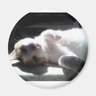 kattmagnet magnet