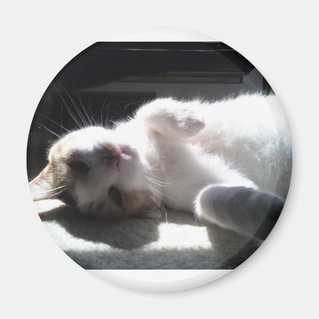 kattmagnet magnet (Framsidan)