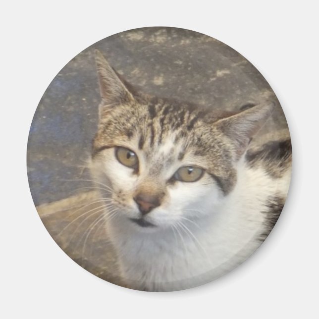 Kattmagnet Magnet (Framsidan)