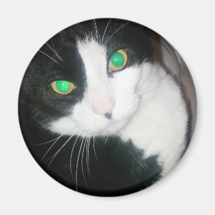 Kattmagnet Magnet