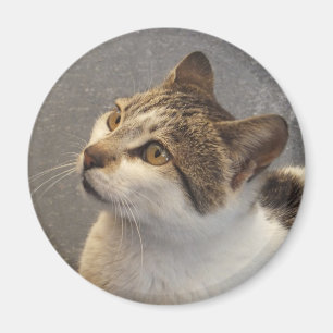 Kattmagnet Magnet