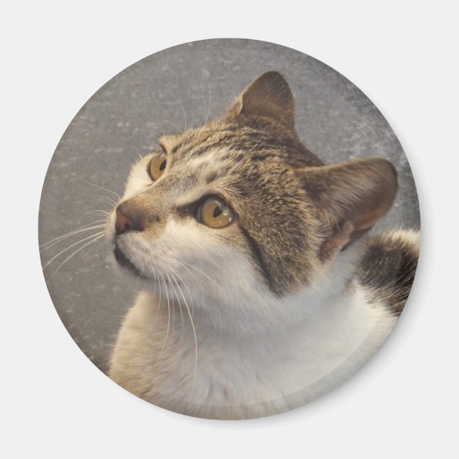 Kattmagnet Magnet (Framsidan)