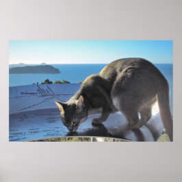 Kattmarkeringar: Top of Mt. Paku New Zealand Poster
