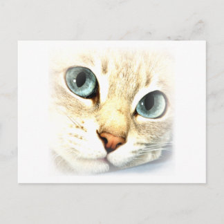 KattmesmerEYES Vykort