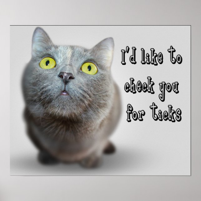 Kattminnesbilder för djur, humoriserade foton poster (Framsidan)