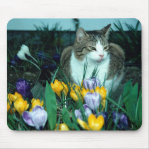 Kattmusen vadderar musmatta