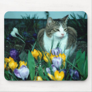 Kattmusen vadderar musmatta