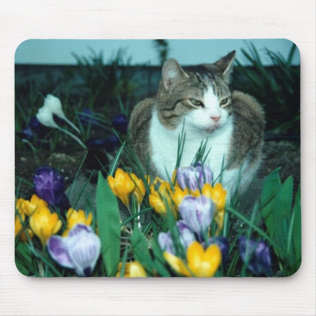 Kattmusen vadderar musmatta (Framsidan)