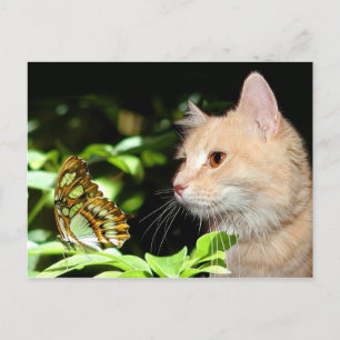 Kattnyfikenhet Vykort