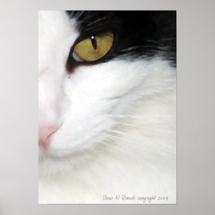 Kattöga Poster