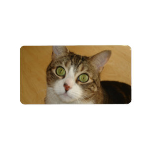 Kattögon Adressetikett