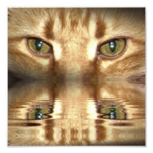 Kattögon Fototryck