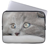 Kattögon