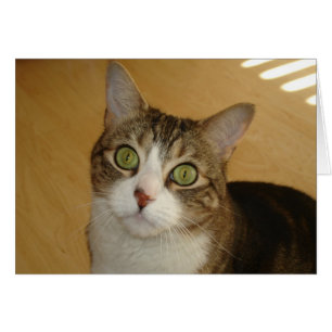 Kattögon OBS Kort