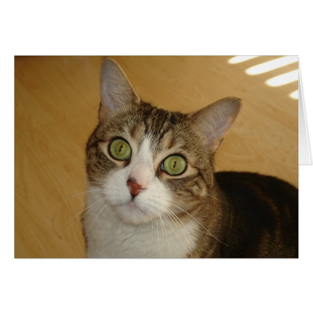 Kattögon OBS Kort (Framsidan Horizontal)