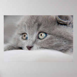Kattögon Poster