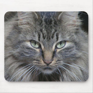 Kattögonen har det musmatta