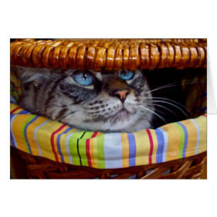 Kattpicknick Hälsningskort