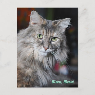 Kattporträtt av Meow Meow Helg Vykort