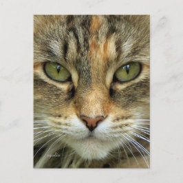 Kattporträtt Vykort
