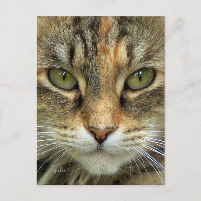 Kattporträtt Vykort (Framsida)