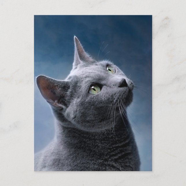 Kattporträtt Vykort (Framsida)