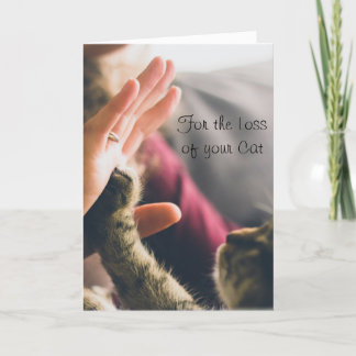 Kattpote ger high-five kort