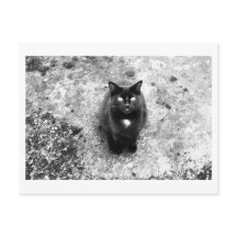 Kattprat