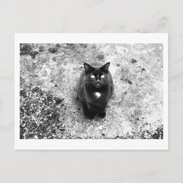Kattprat Vykort (Framsida)