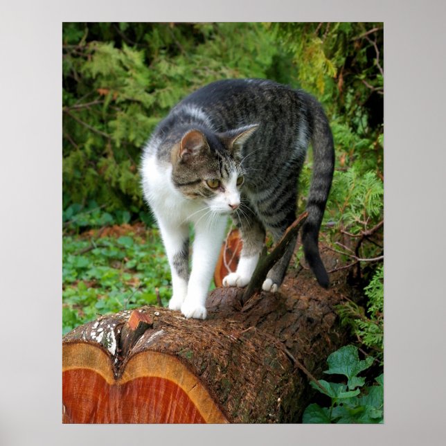 Kattpromenad  -  Kitty Affisch (Framsidan)