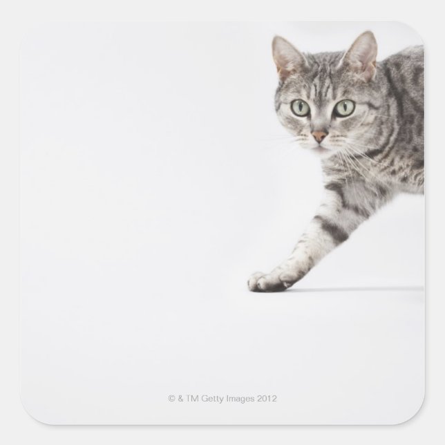 Kattpromenader Fyrkantigt Klistermärke (Framsida)