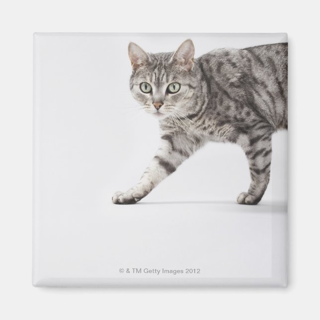 Kattpromenader Magnet (Framsidan)