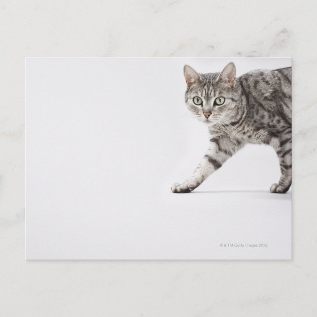 Kattpromenader Vykort (Framsida)