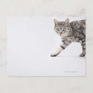 Kattpromenader Vykort